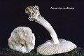 Amanita malleata-amf219